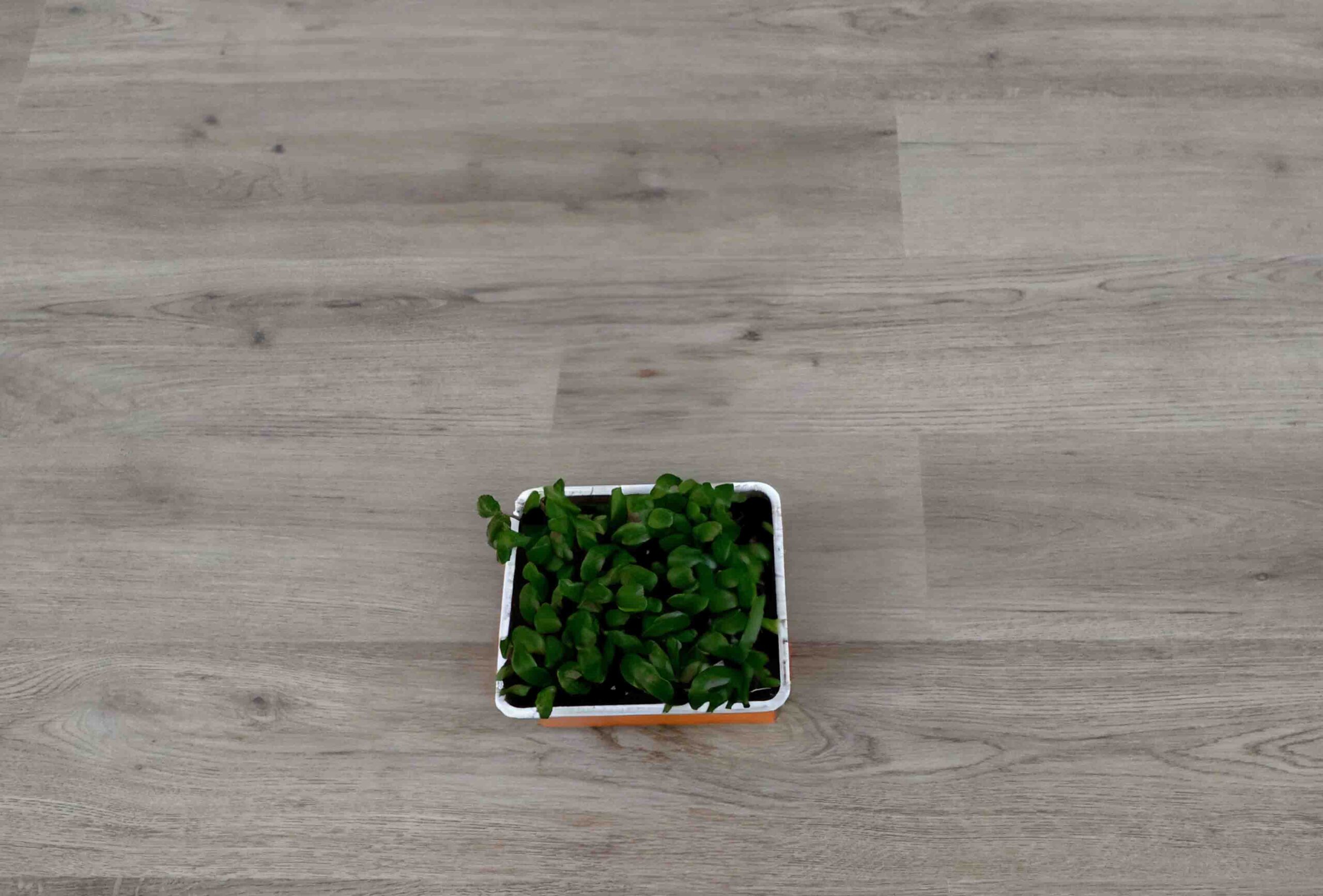 Luxury Vinyl Tile Smoked Oak Wash 5MM X 180MM X 1220MM