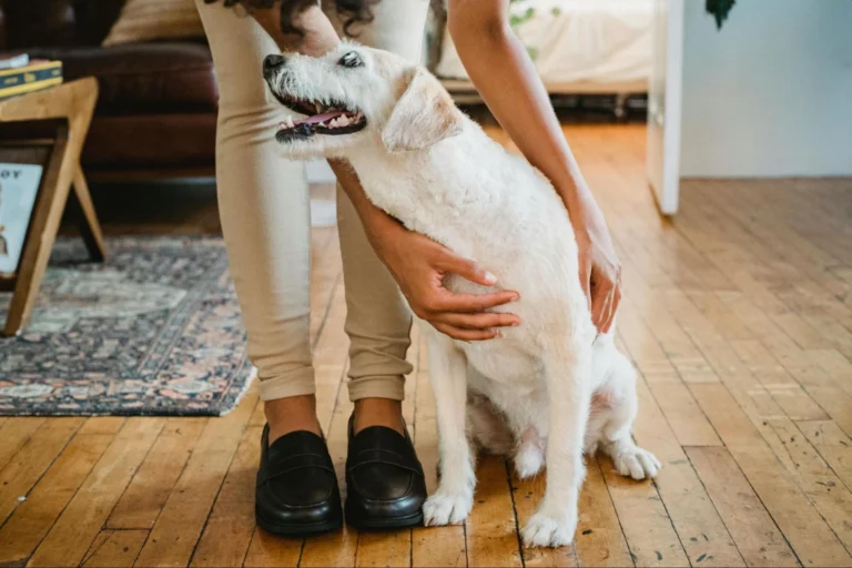 best flooring for dogs uk