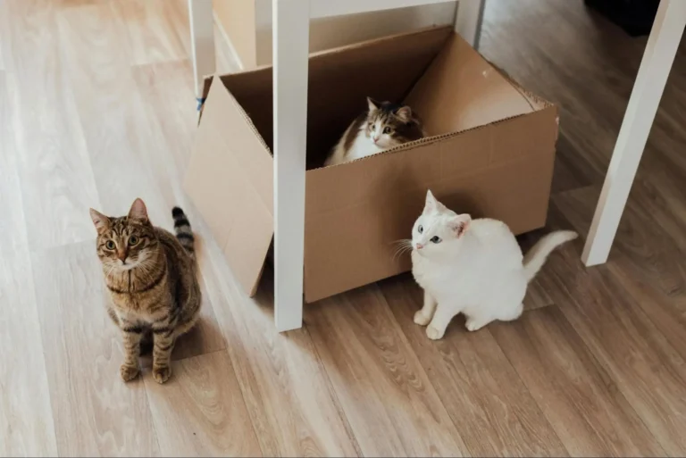 best flooring for cats that pee