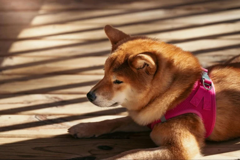 best flooring for animal shelters